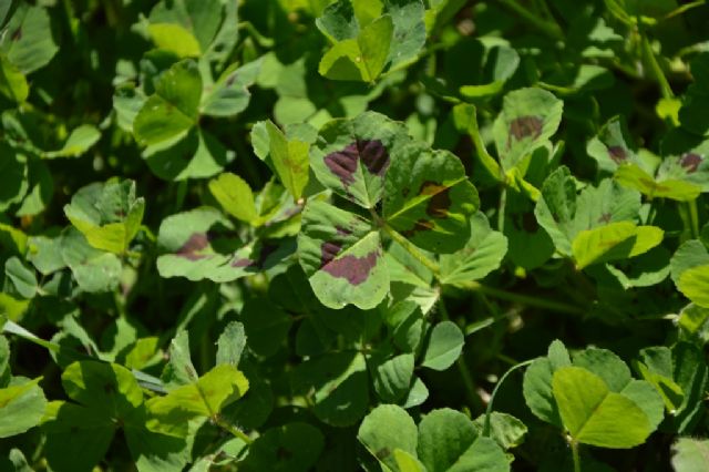 Medicago arabica (Fabaceae)